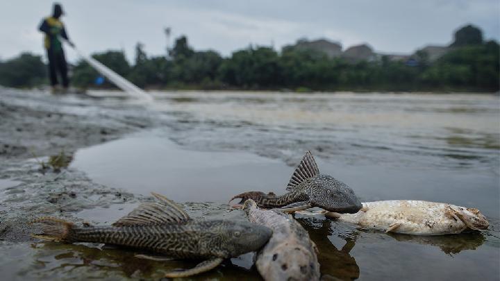 ilustrasi ikan mabuk disungai cisadane