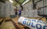 Bulog Lebak Jamin Stok Beras Aman Hadapi Kemarau Panjang dan El Nino