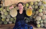 Ribuan Wisatawan Padati Badui, Berburu Durian Khas Lebak, Badui.