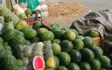 Pusat Semangka Om Ampi Pasar Induk Jati Uwung Layani Eceran hingga Partai Besar