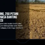 Sawah Kering, 250 Petani Lebak Terpaksa Banting Setir Profesi