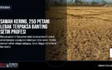 Sawah Kering, 250 Petani Lebak Terpaksa Banting Setir Profesi