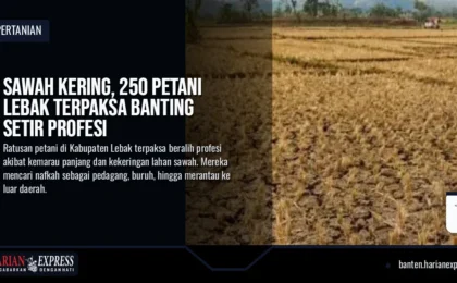 Sawah Kering, 250 Petani Lebak Terpaksa Banting Setir Profesi