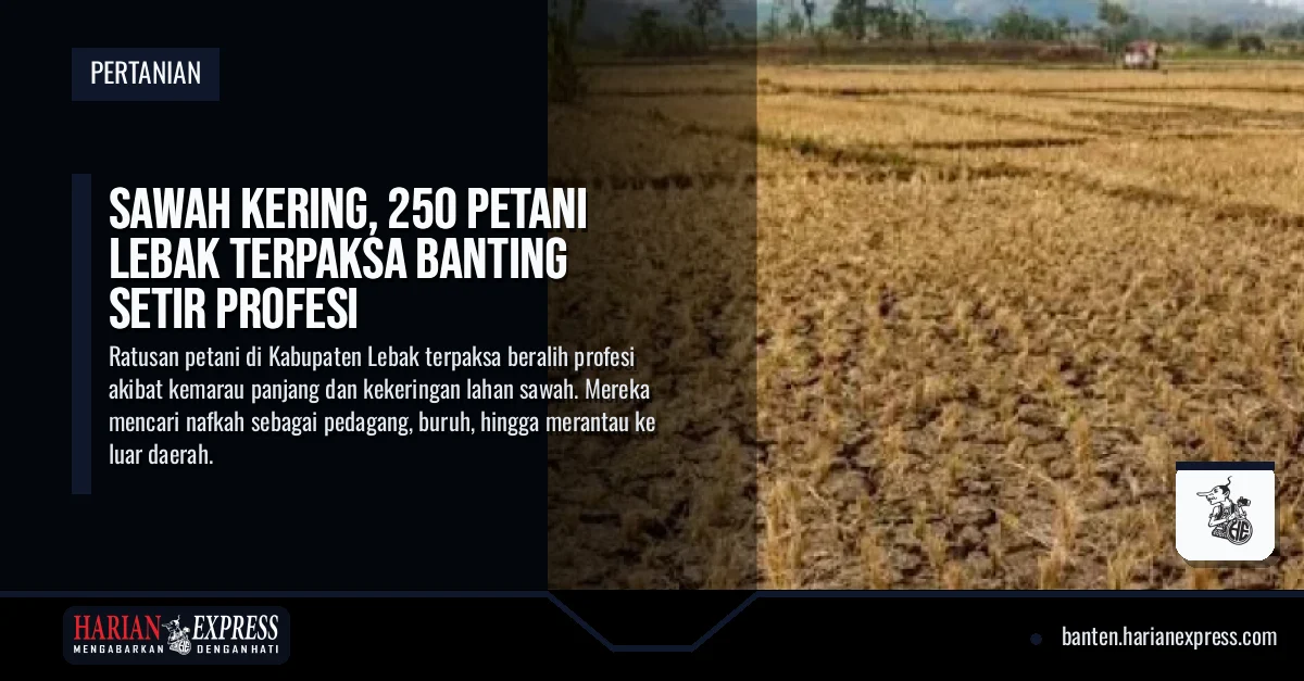 Sawah Kering, 250 Petani Lebak Terpaksa Banting Setir Profesi
