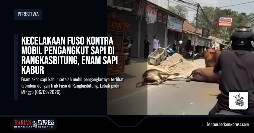 Kecelakaan Fuso Kontra Mobil Pengangkut Sapi di Rangkasbitung, Enam Sapi Kabur