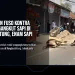 Kecelakaan Fuso Kontra Mobil Pengangkut Sapi di Rangkasbitung, Enam Sapi Kabur