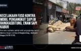 Kecelakaan Fuso Kontra Mobil Pengangkut Sapi di Rangkasbitung, Enam Sapi Kabur