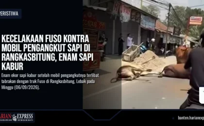 Kecelakaan Fuso Kontra Mobil Pengangkut Sapi di Rangkasbitung, Enam Sapi Kabur