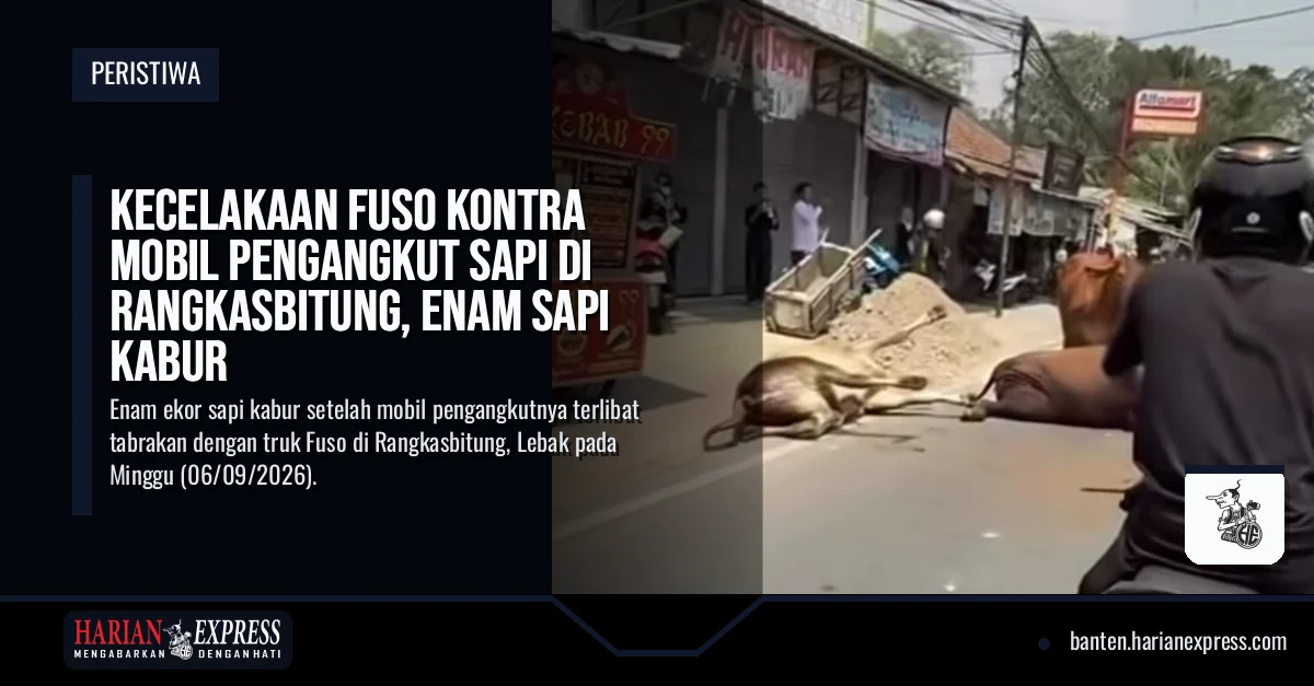 Kecelakaan Fuso Kontra Mobil Pengangkut Sapi di Rangkasbitung, Enam Sapi Kabur