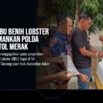 Ratusan Ribu Benih Lobster Ilegal Diamankan Polda Banten di Tol Merak