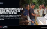 Ratusan Ribu Benih Lobster Ilegal Diamankan Polda Banten di Tol Merak