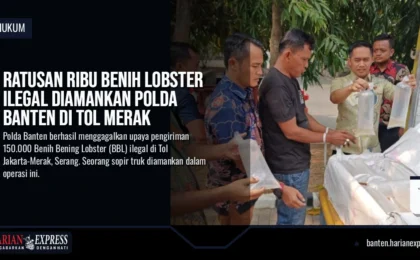 Ratusan Ribu Benih Lobster Ilegal Diamankan Polda Banten di Tol Merak