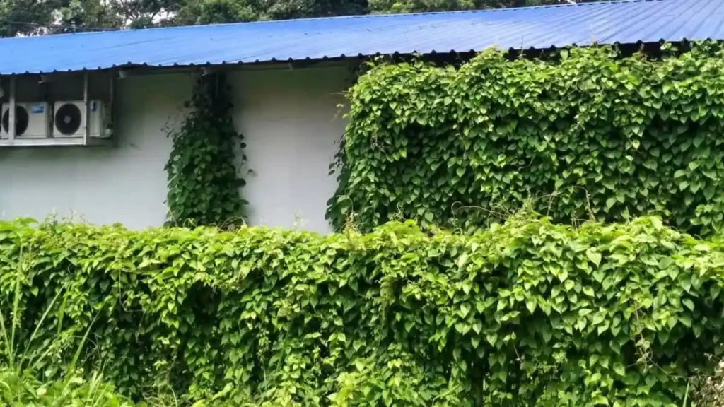 Gedung SPPG Rangkasbitung Jadi Sorotan di Media Sosial, Begini Tanggapan BGN