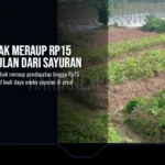 Petani Lebak Meraup Rp15 Juta per Bulan dari Sayuran