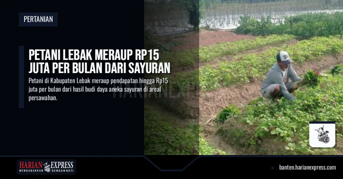 Petani Lebak Meraup Rp15 Juta per Bulan dari Sayuran